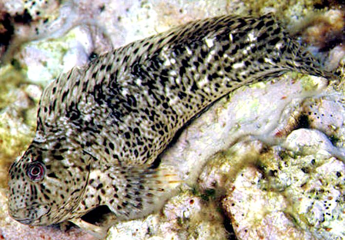 Parablennius sanguinolentus_aaaa